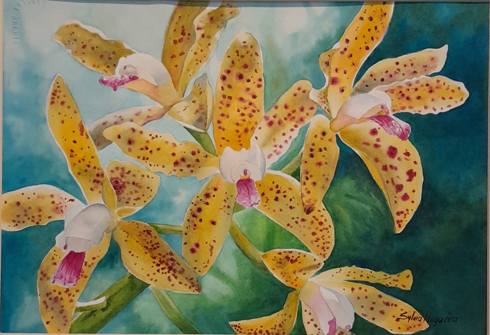 Sylivia Nogueira - Orchids